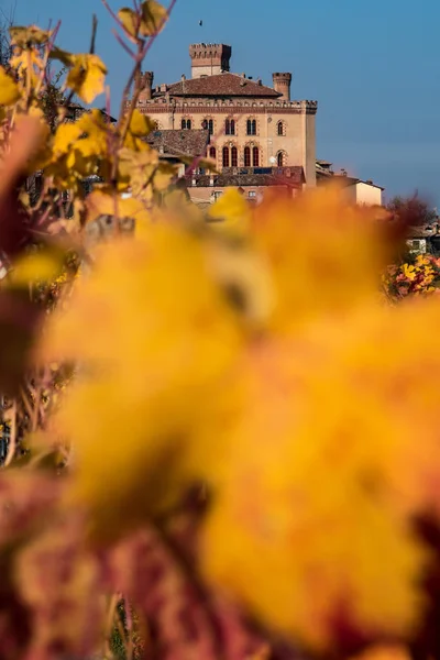 Righe di viti al tramonto — Foto Stock