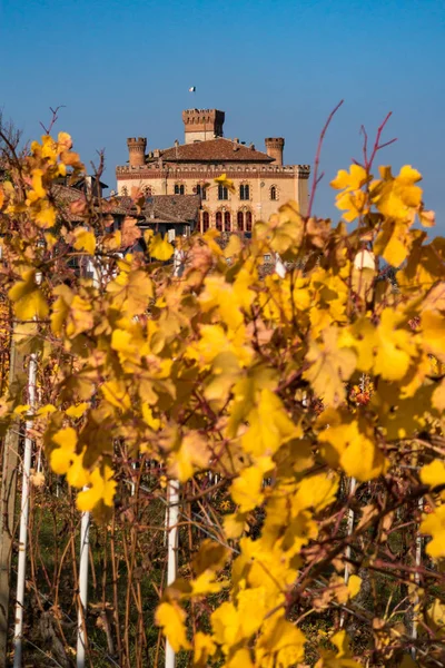 Rangées de vignes au coucher du soleil — Photo