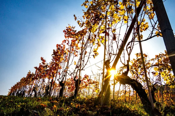 Rijen van wijnstokken bij zonsondergang — Stockfoto