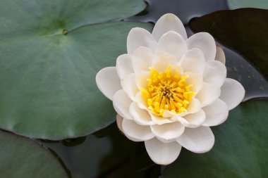 Beyaz lotus çiçeği ile yaprakları