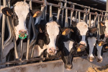 saman yiyen bir Ahırda inekler