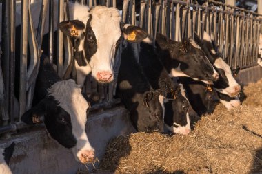 saman yiyen bir Ahırda inekler