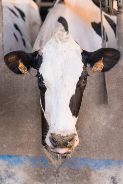 saman yiyen bir ahırda inek