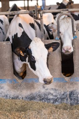 saman yiyen bir Ahırda inekler