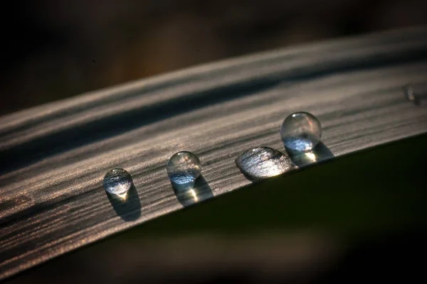 Gotas de orvalho como pérolas — Fotografia de Stock