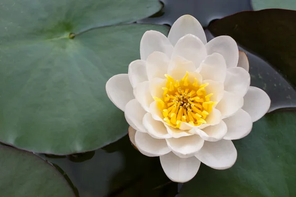 White lotus flower with leaves — Stock Photo, Image