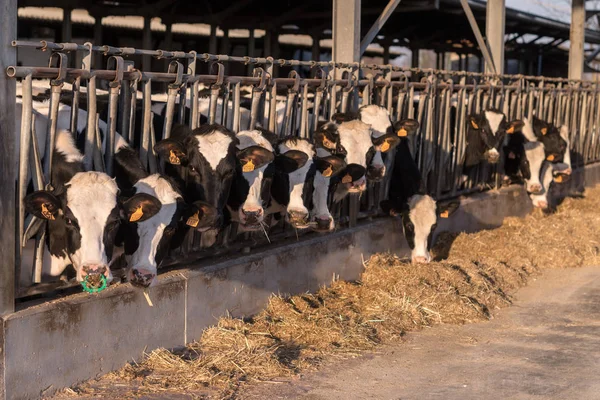 納屋の干し草を食べて牛 — ストック写真