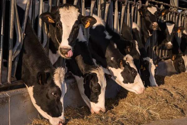 Αγελάδες σε έναν αχυρώνα που τρώει σανό — Φωτογραφία Αρχείου