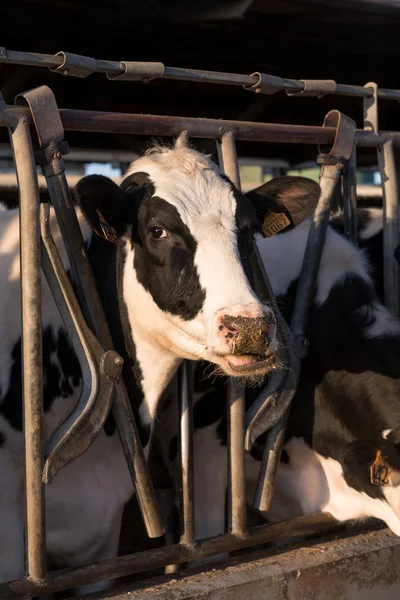 Vacas em um celeiro comendo feno — Fotografia de Stock