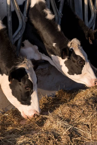 Vacas em um celeiro comendo feno — Fotografia de Stock