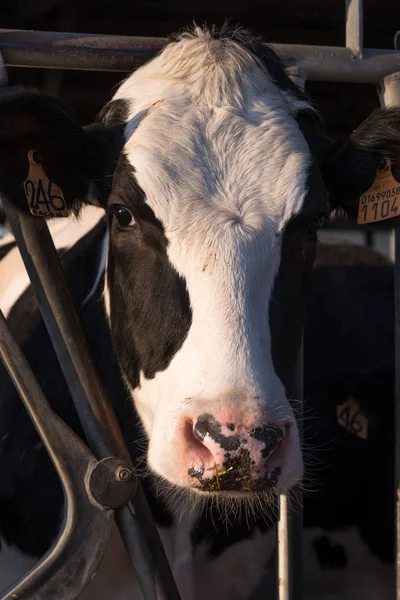 Vaca em um celeiro comendo feno — Fotografia de Stock