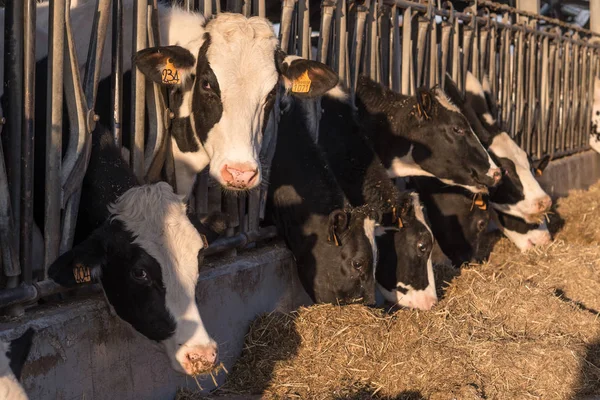 Vacas em um celeiro comendo feno — Fotografia de Stock