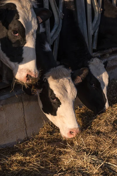 Kor i en lada som äter hö — Stockfoto