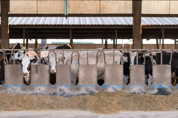 納屋の干し草を食べて牛 — ストック写真