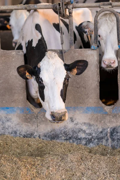 Vacas em um celeiro comendo feno — Fotografia de Stock