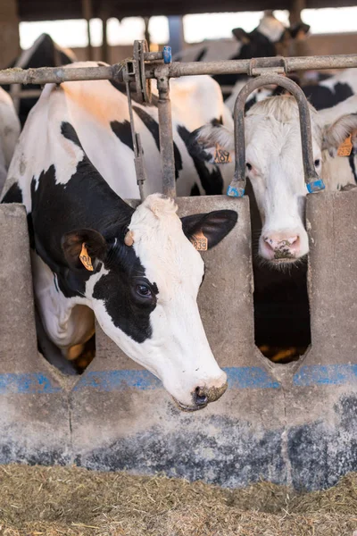 Koeien in een schuur eten hooi — Stockfoto