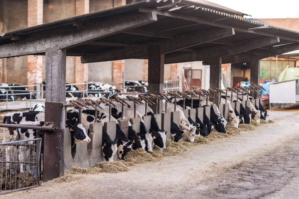 Mucche in un fienile che mangiano fieno — Foto Stock