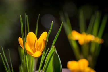 Sadece bloomed sarı Çiğdem