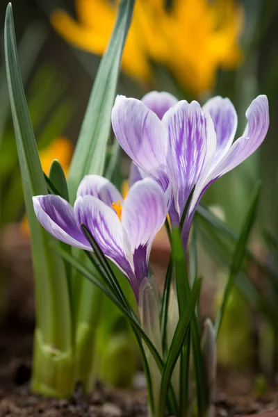 Azafrán blanco y lila — Foto de Stock