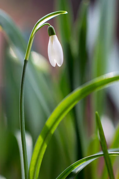 Ο οφθαλμός του snowdrops στην αυγή — Φωτογραφία Αρχείου