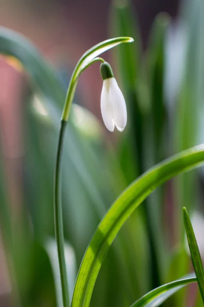 Ο οφθαλμός του snowdrops στην αυγή — Φωτογραφία Αρχείου