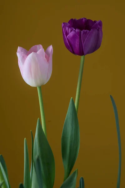 Lindas tulipas rosa — Fotografia de Stock