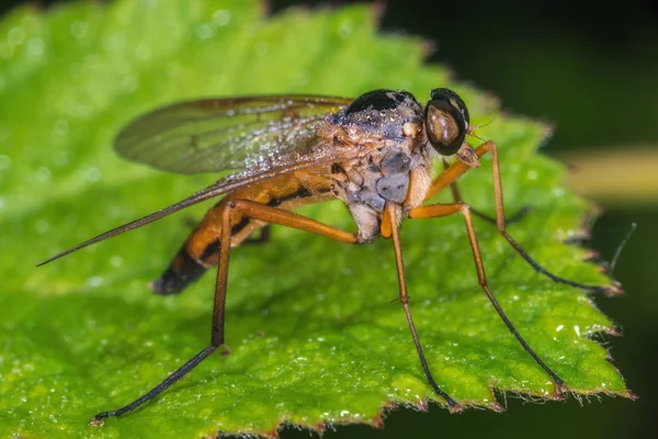 Gelbe Fliege Auf Einem Blatt Aus Nächster Nähe — Stockfoto