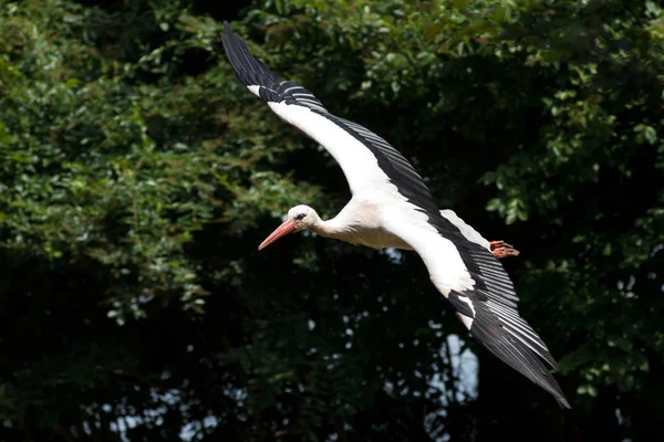 Stork Bird Nature Background — Stock Photo, Image