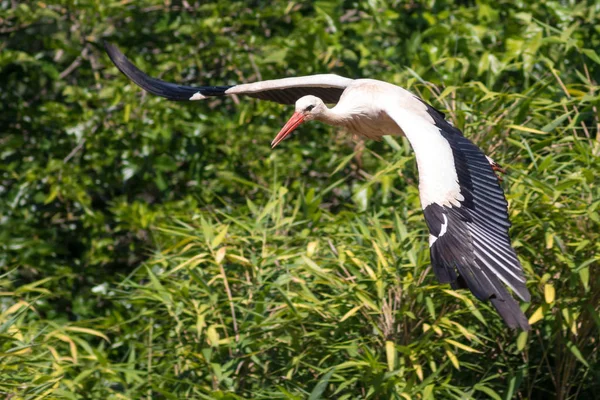 Stork Bird Nature Background — Stock Photo, Image