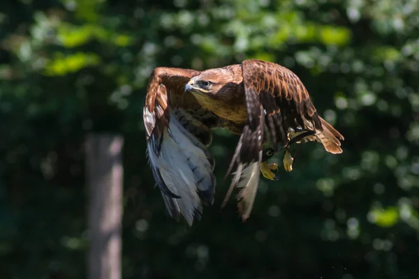 Eagle zvíře v přírodě — Stock fotografie