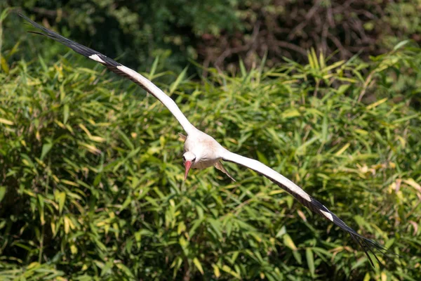 Storchenvogel Auf Naturhintergrund — Stockfoto