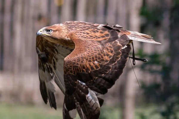 Eagle dier op aard — Stockfoto