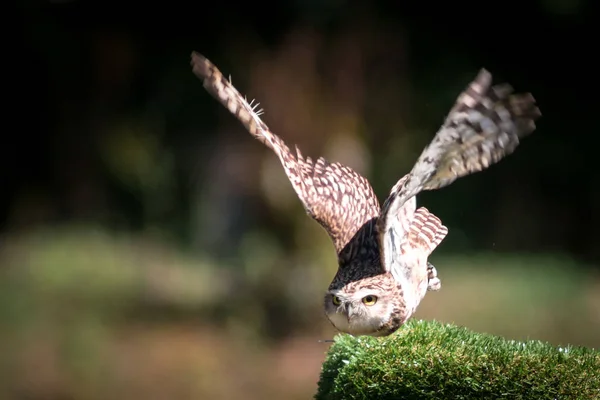 Owl animal on nature — Stock Photo, Image