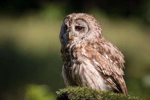 Owl animal on nature — Stock Photo, Image