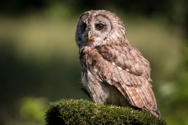 Owl animal on nature — Stock Photo, Image