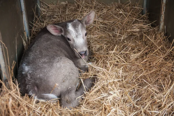 Buzağı doğum saman istikrarlı bir kaç gün tarihi
