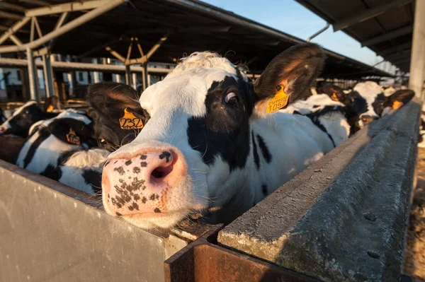 Vacas domésticas en un establo — Foto de Stock