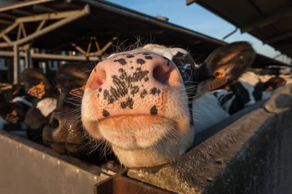 Vacas domésticas em um celeiro — Fotografia de Stock