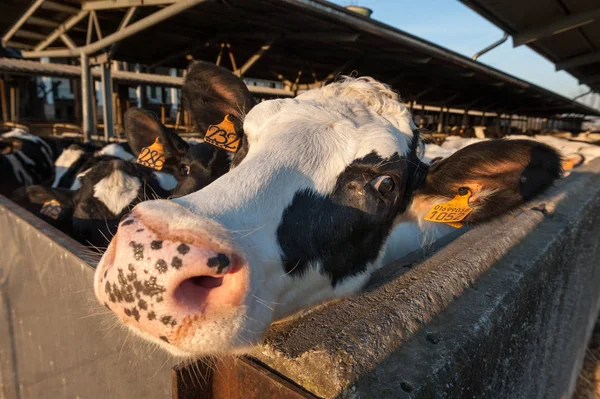 Vacas domésticas en un establo — Foto de Stock