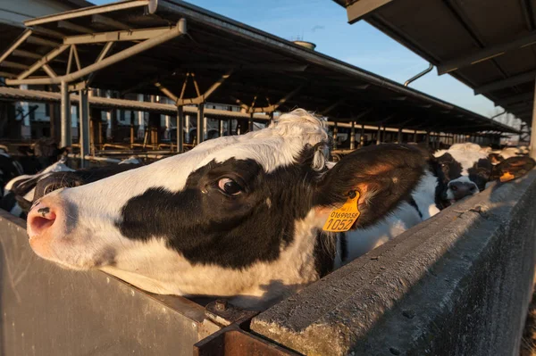 Vacas domésticas em um celeiro — Fotografia de Stock