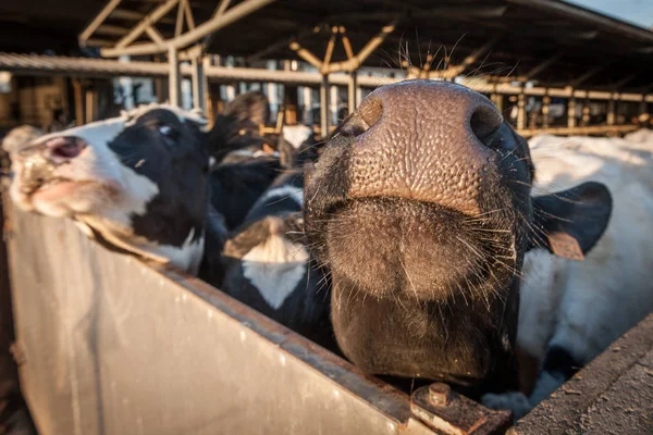 Mucche domestiche in un fienile — Foto Stock