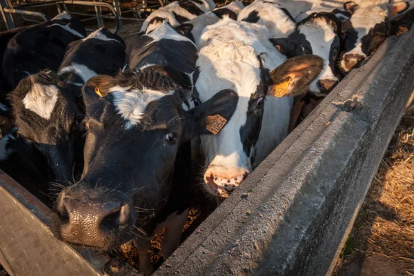 Domestic cows in a barn — Stock Photo, Image