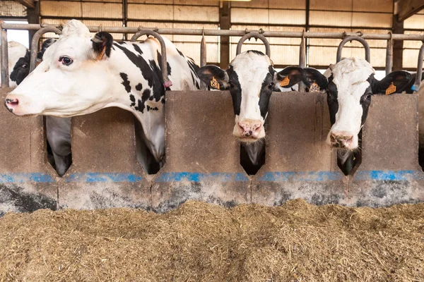 Vacas domésticas em um celeiro — Fotografia de Stock