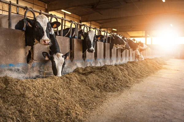 Domestic cows in a barn — Stock Photo, Image