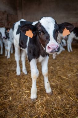 saman yiyen bir Ahırda inekler