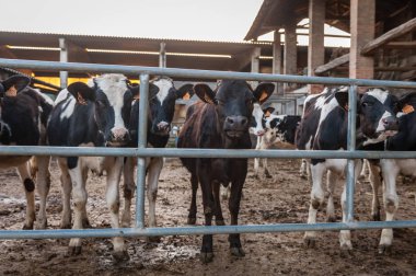 saman yiyen bir Ahırda inekler
