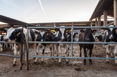 saman yiyen bir Ahırda inekler
