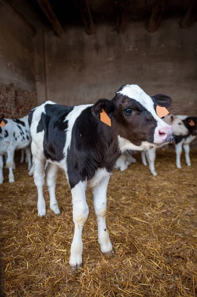 Vacas em um celeiro comendo feno — Fotografia de Stock