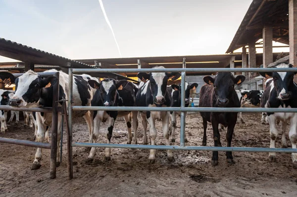 Koeien in een schuur eten hooi — Stockfoto