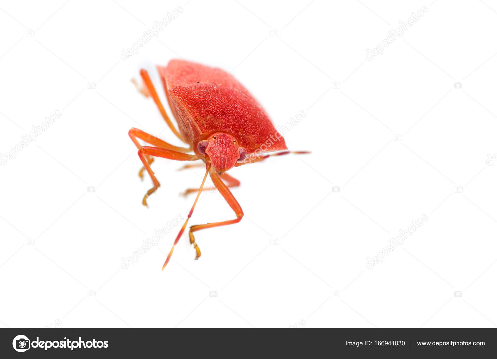 Inseto Gigante De Agua Fotografias De Banco De Imagens Imagens Livres De Direitos Autorais Inseto Gigante De Agua Depositphotos